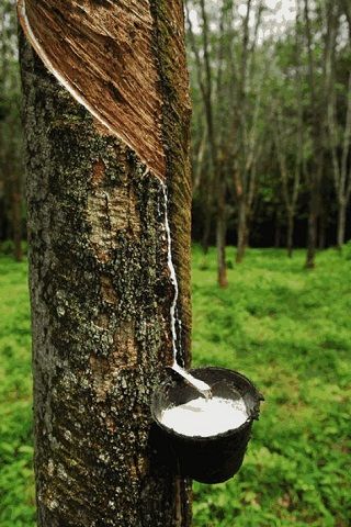 Picture of Natural Rubber