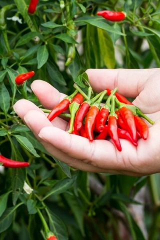 Picture of Chili Peppers